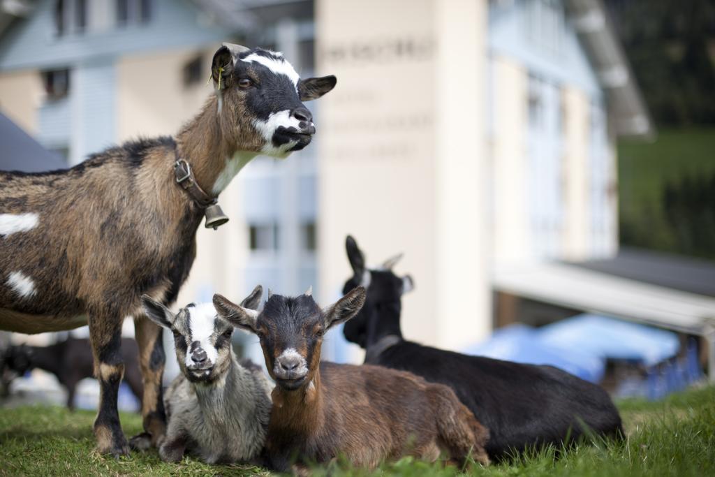 Hotel Rischli Sörenberg Eksteriør bilde